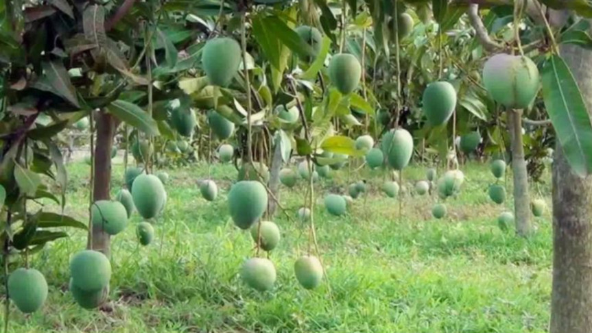 এবছর নওগাঁয় আম সংগ্রহের সময়সূচি : লক্ষ্যমাত্রা ৪ হাজার কোটি টাকা
