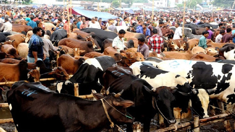 এবছর কুরবানির চামড়া সুরক্ষায় কঠোর পদক্ষেপ,২০ কোটি টাকার বিশেষ বরাদ্দ
