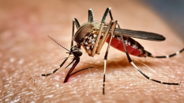 ডেঙ্গুর থাবায় একদিনে আরও ৬ মৃত্যু, হাসপাতালে ৯৫৩