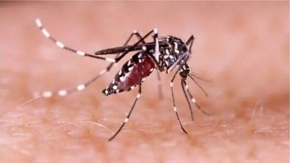ডেঙ্গুতে একদিনে  ৪ মৃত্যু, হাসপাতালে ভর্তি ৫৬৮