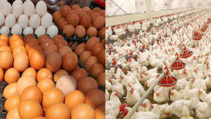 বাংলাদেশ থেকে মুরগি ও ডিম কিনবেনা সৌদিআরব