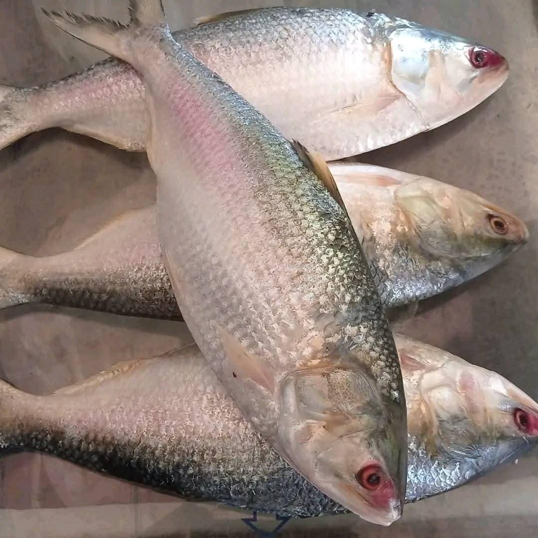 ভরা মৌসুমে কাঙ্খিত ইলিশ মিলছে না জালে