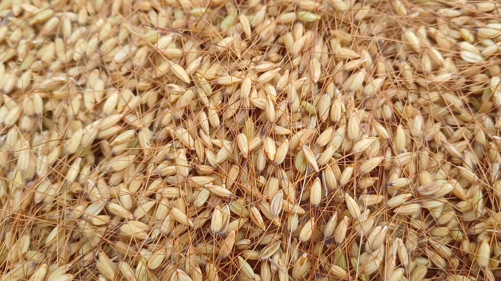 কিশোরগঞ্জে বিলুপ্তির পথে জিআই সনদপ্রাপ্ত রাতাবোরো ধান