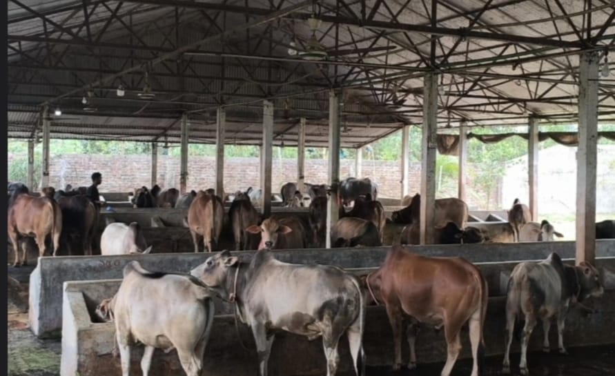 ঠাকুরগাঁওয়ে কোরবানির জন্য প্রস্তুত ৯৫ হাজার ৪৩৬ পশু, উদ্বৃত্ত ১৬ হাজার