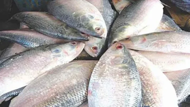 দুর্গাপূজায় এবারও ভারতে যাচ্ছে বাংলাদেশের ইলিশ