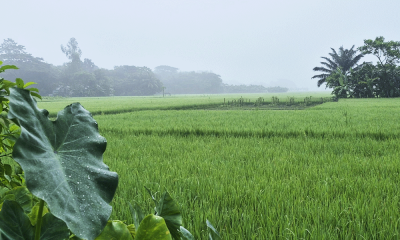 কুয়াশা জানান দিচ্ছে দেশে শীতের আগমনী বার্তা