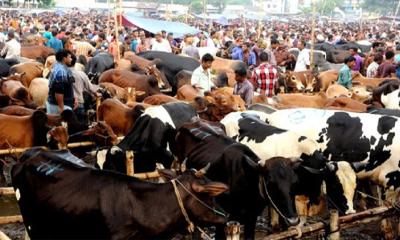 ঈদুল আজাহায় এবছর ঢাকায় বসছে ২৮টি কুরবানির পশুর হাট, স্বচ্ছ টেন্ডারে কঠোর অবস্থানে কর্তৃপক্ষ
