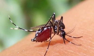 ডেঙ্গুতে একদিনে আরও ৪ জনের মৃত্যু, হাসপাতালে ৮০৩ ডেঙ্গুতে একদিনে আরও ৪ জনের মৃত্যু, হাসপাতালে ৮০৩