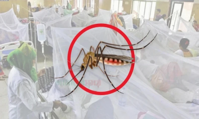 ডেঙ্গুতে একদিনে ৯ মৃত্যু, হাসপাতালে ভর্তি দেড় হাজারের বেশি