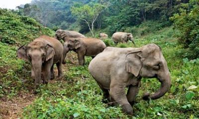 বান্দরবানে ছবি তুলতে গিয়ে বন্যহাতির আক্রমণে প্রাণ গেলো যুবকের