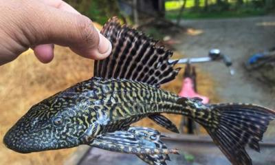 দেশে সাকার ফিশ খুলে দিতে পারে নতুন সম্ভাবনার দুয়ার