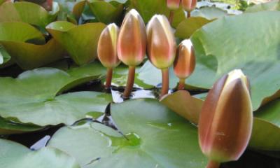 এবার ইসির প্রতীক তালিকায় শাপলা কলি যুক্ত হলো এবার ইসির প্রতীক তালিকায় শাপলা কলি যুক্ত হলো