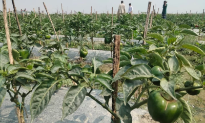 ইসলামপুরের দুর্গম চরে ক্যাপসিকাম চাষে সফল হৃদয়