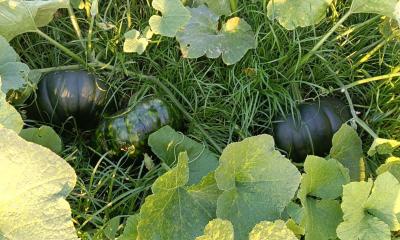 মিষ্টি কুমড়ার বাম্পার ফলন কৃষকের মুখে হাসি