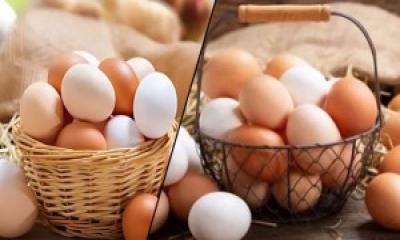 রান্নার আগে ডিম ধুয়ে না নিলেই বিপদ জানালেন চিকিৎসক