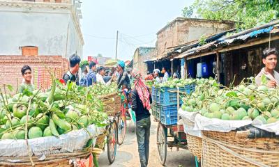 আম সংরক্ষণের ব্যবস্থা নেই চাঁপাইনবাবগঞ্জে,নষ্ট হয় আম