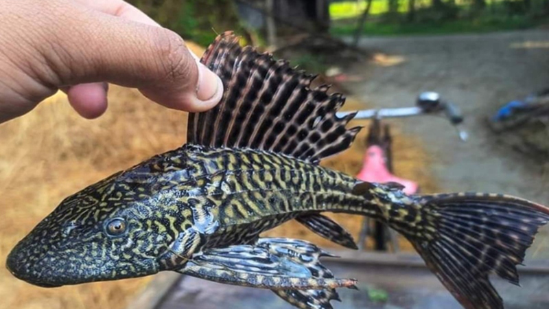 দেশে সাকার ফিশ খুলে দিতে পারে নতুন সম্ভাবনার দুয়ার