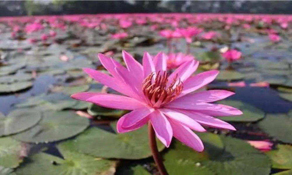 বিলে শাপলা তুলতে গিয়ে ৪ স্কুলশিক্ষার্থীর মৃত্যু