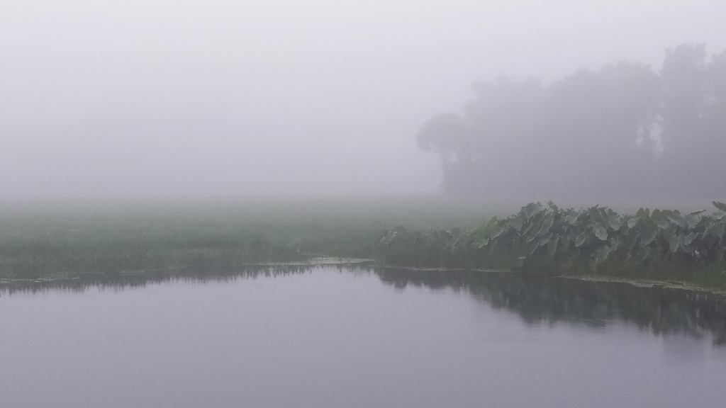 শীতের আগমনী দেশের উত্তরে, কুয়াশায় শরতের সকাল