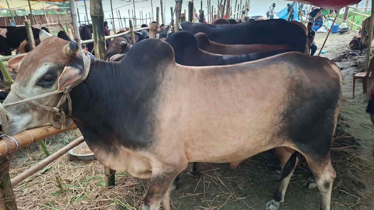 রাজধানীর গরুর হাটগুলো জমজমাট