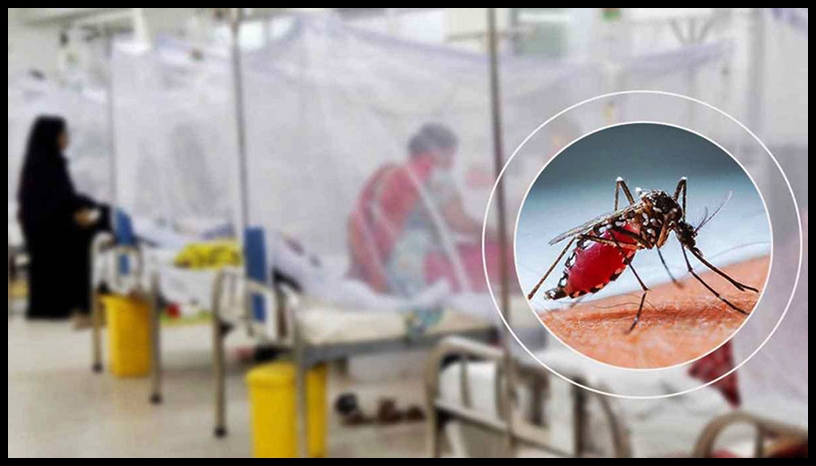 ডেঙ্গুতে একদিনে ৯ মৃত্যু, হাসপাতালে ভর্তি দেড় হাজারের বেশি