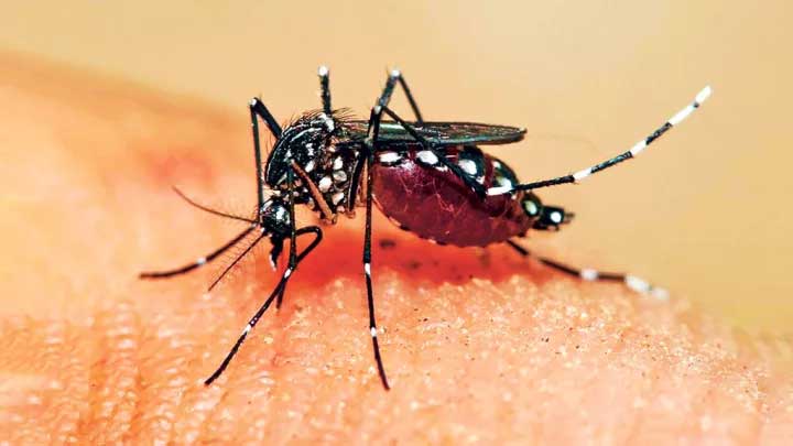 ডেঙ্গুতে একদিনে আরও ৫ মৃত্যু, ভর্তি ৪৯০