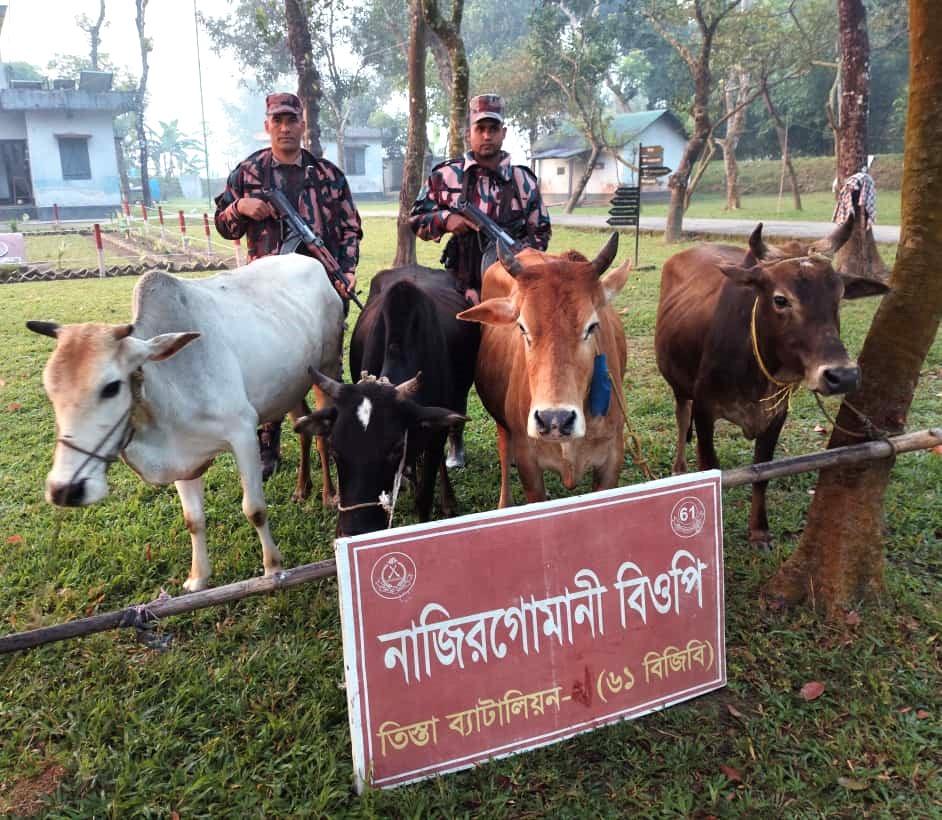 লালমনিরহাটের পাটগ্রাম সীমান্তে বিজিবি‍‍`র হাতে ভারতীয় গরু আটক