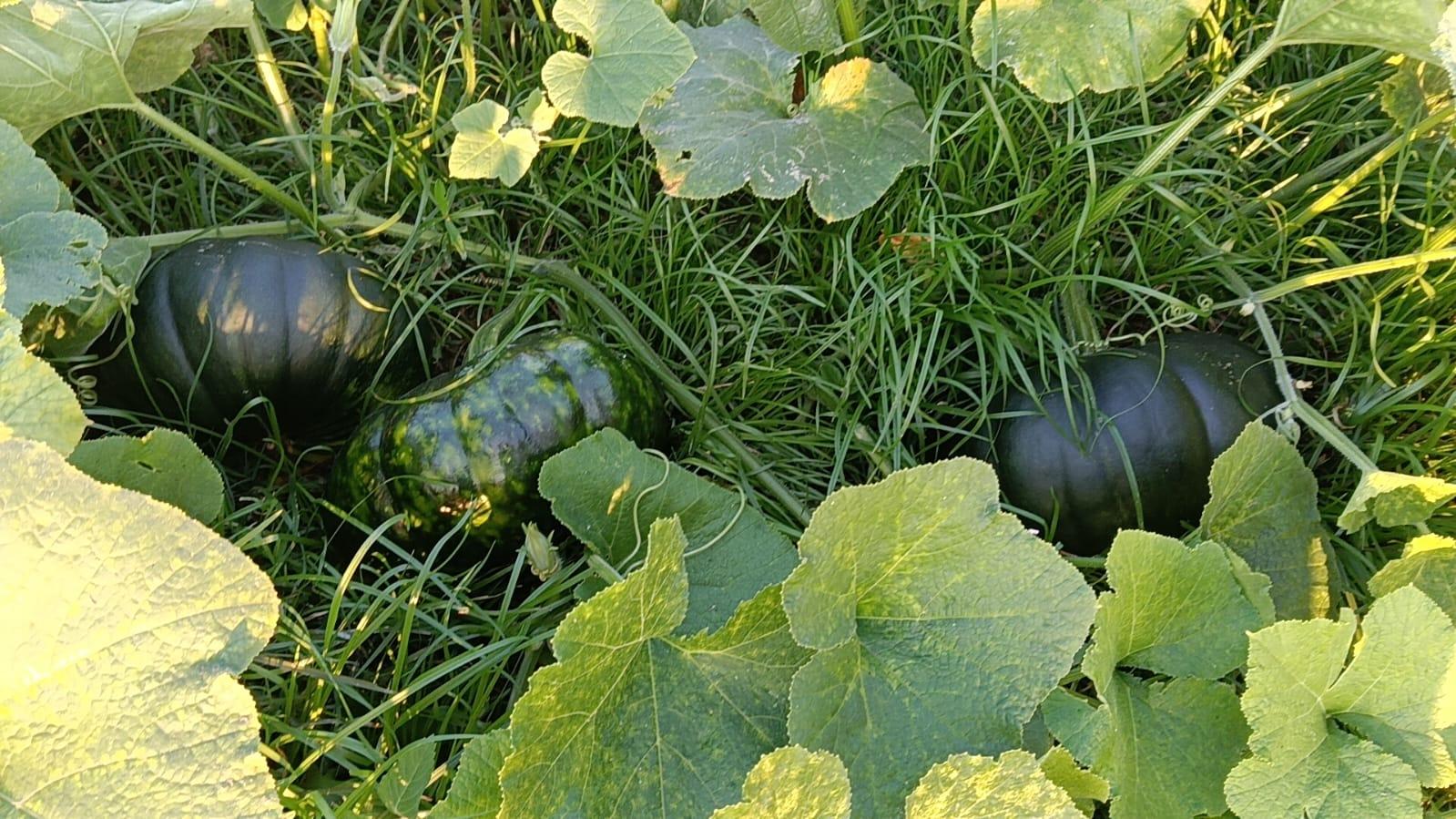 মিষ্টি কুমড়ার বাম্পার ফলন কৃষকের মুখে হাসি